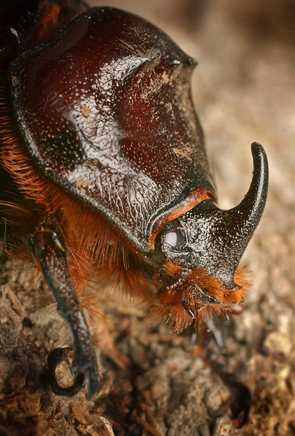 Oryctes nasicornis - Жук-носорог