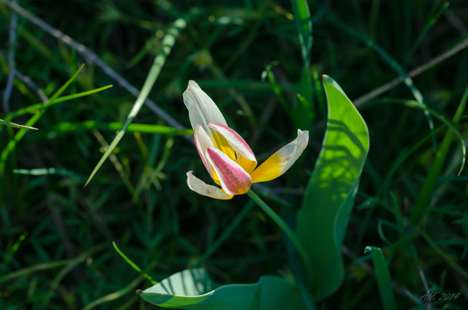 Tulipa kaufmanniana - Тюльпан Кауфмана