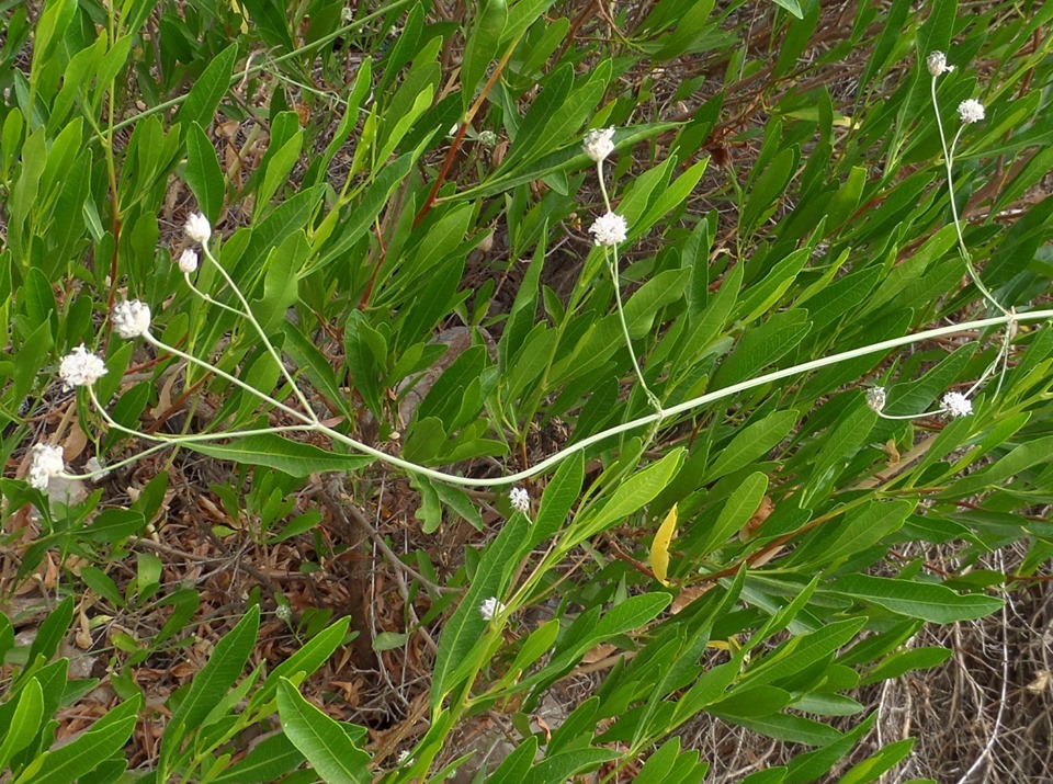 Cephalaria joppensis - Головчатка яффская
