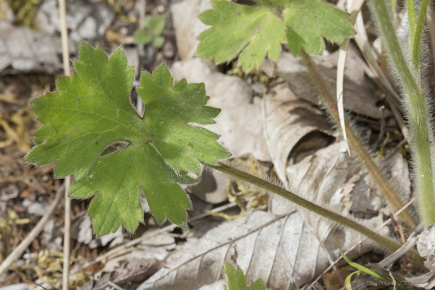 Ranunculus neapolitanus - Лютик неаполитанский, Лютик неапольский