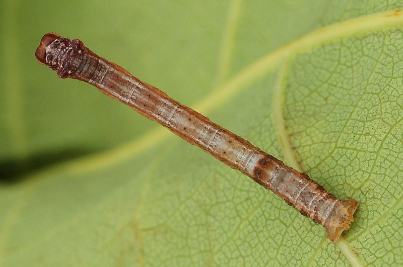 Plagodis dolabraria - Пяденица строганая