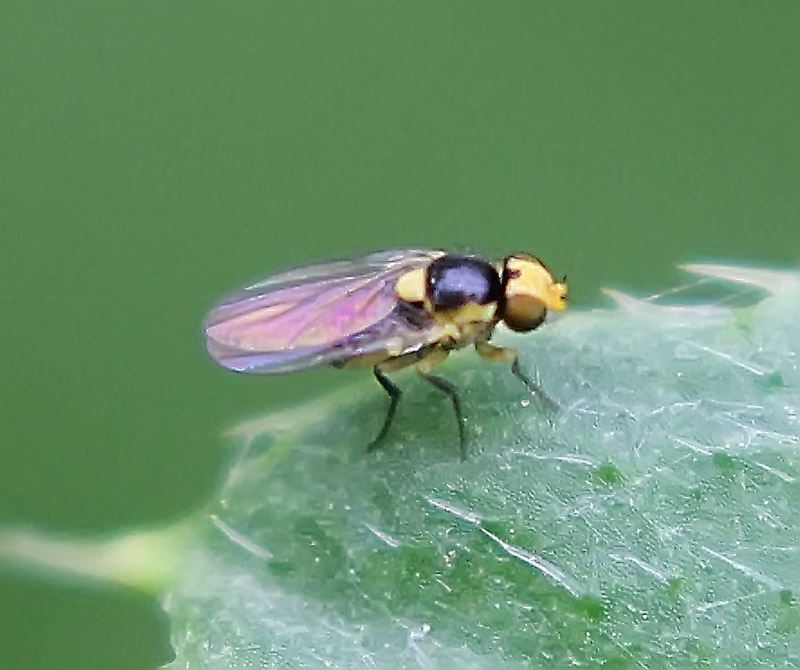 Liriomyza pusilla