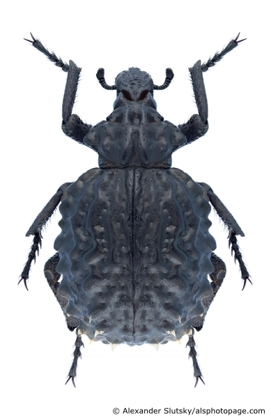 Brachycerus cinereus