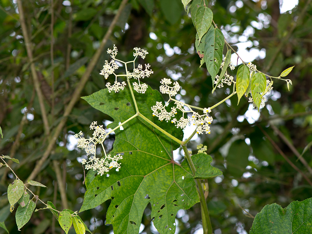 Begonia parviflora