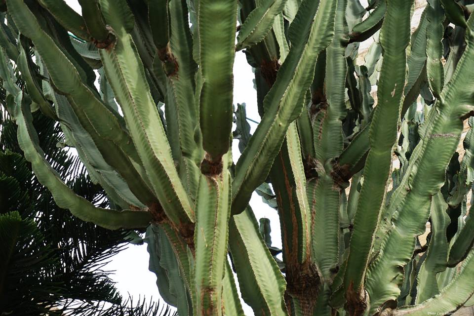 Euphorbia ingens - Молочай великий