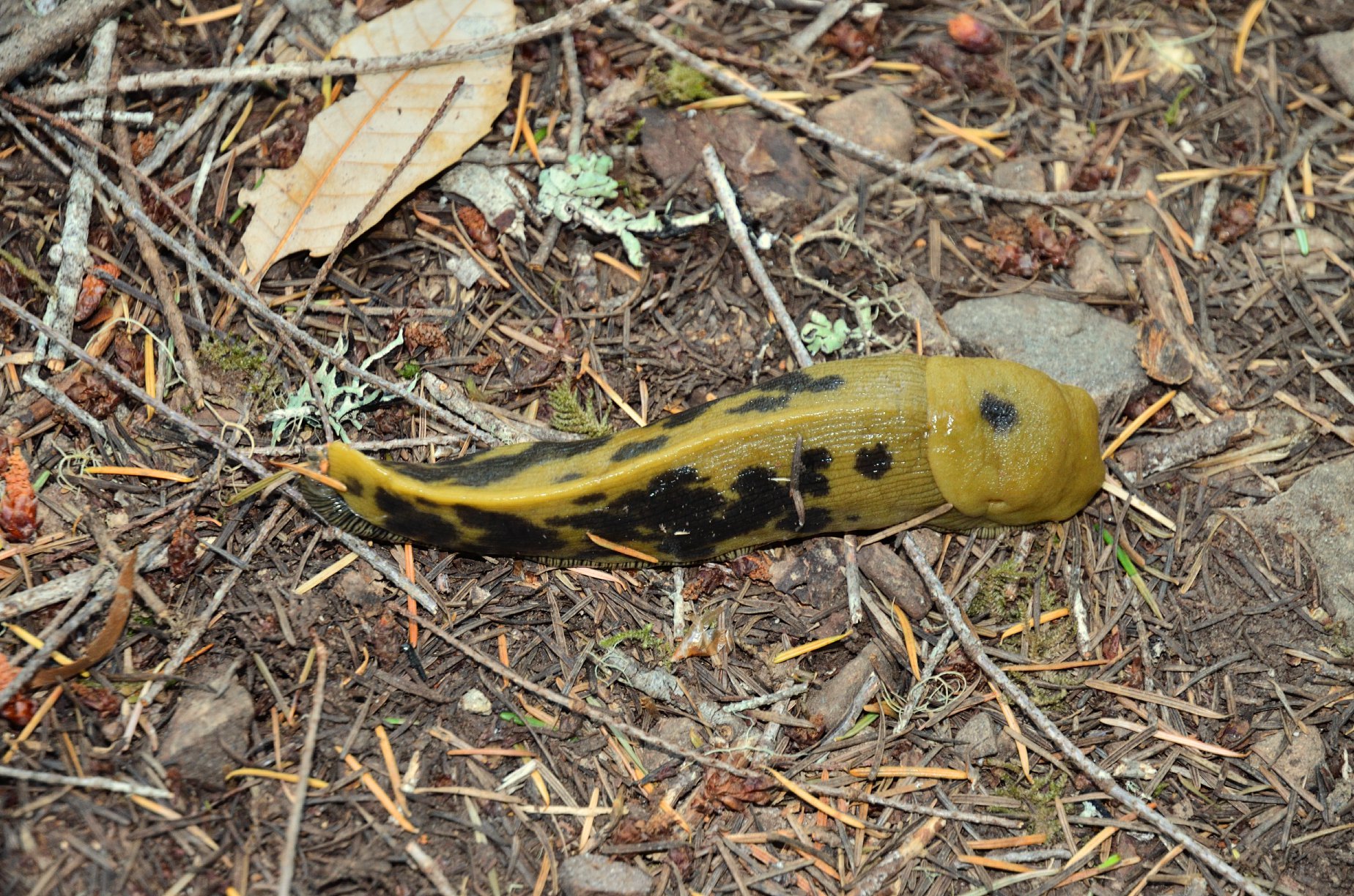 Ariolimax columbianus - Тихоокеанский банановый слизень