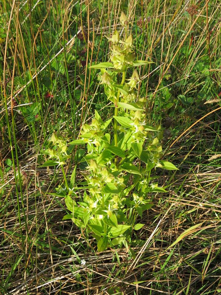 Halenia corniculata - Галения рогатая