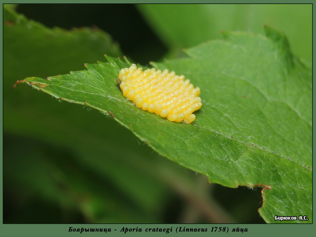Aporia crataegi - Боярышница