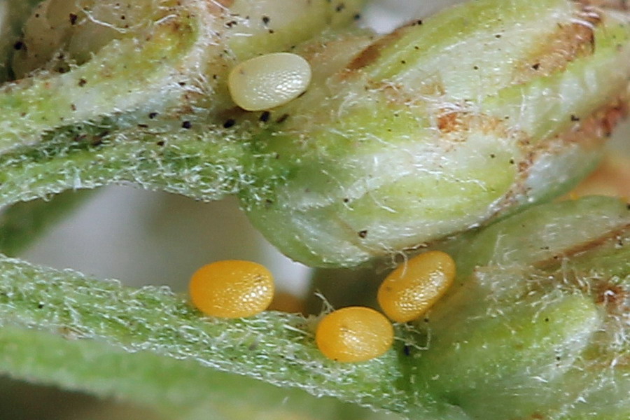 Eupithecia centaureata - Пяденица цветочная колокольчиковая, Пяденица цветочная золототысячниковая