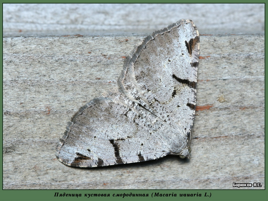 Macaria wauaria - Пяденица кустовая смородинная (серая)
