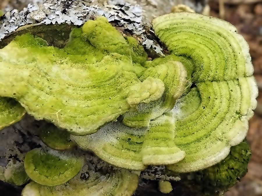Позеленевшие грибы