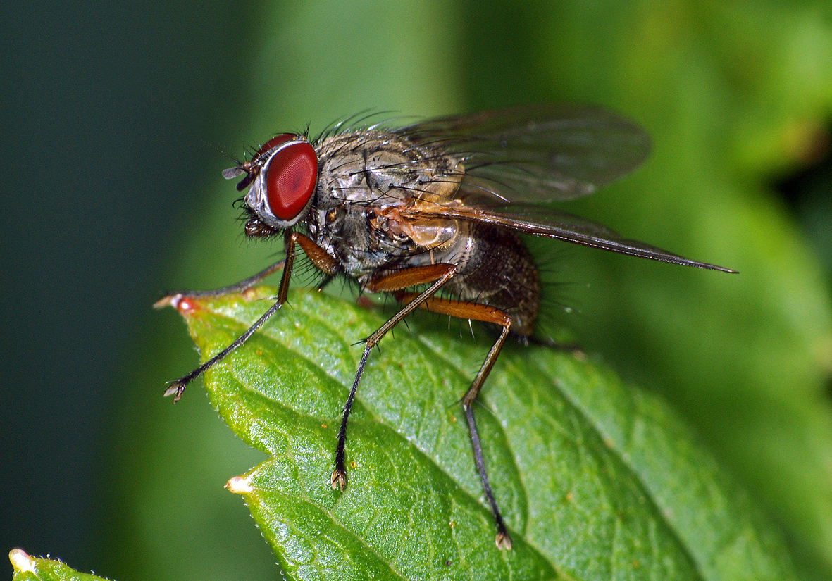 Мухи представители. Семейство мухи настоящие - Muscidae. Муха макро. Муха настоящая. Представителями семейства настоящие мухи являются.
