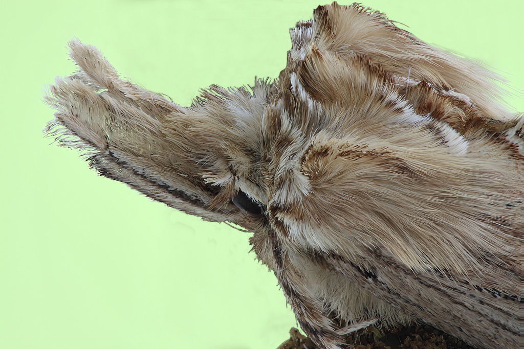 Pterostoma palpina - Хохлатка остроголовая
