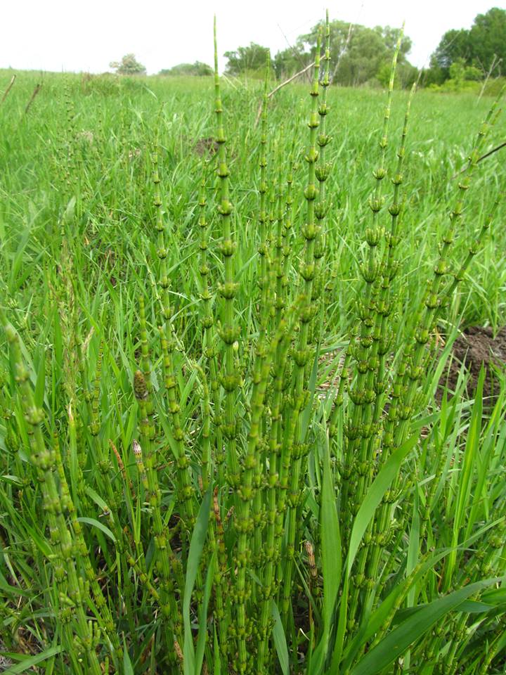 Equisetum fluviatile - Хвощ приречный, или Хвощ топяной