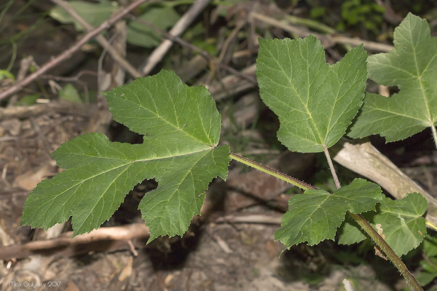 Heracleum sibiricum - Борщевик сибирский