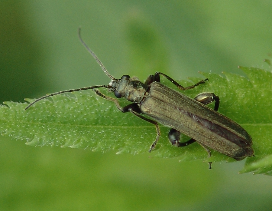 Oedemeridae