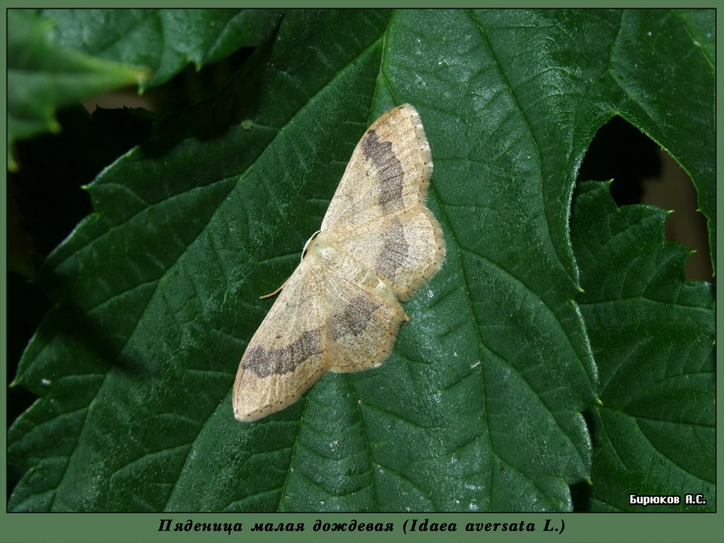 Idaea aversata - Пяденица малая дождевая