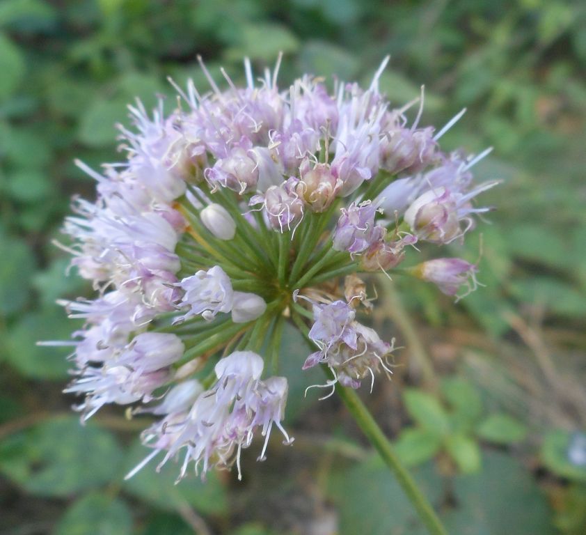Allium lusitanicum - Лук лузитанский
