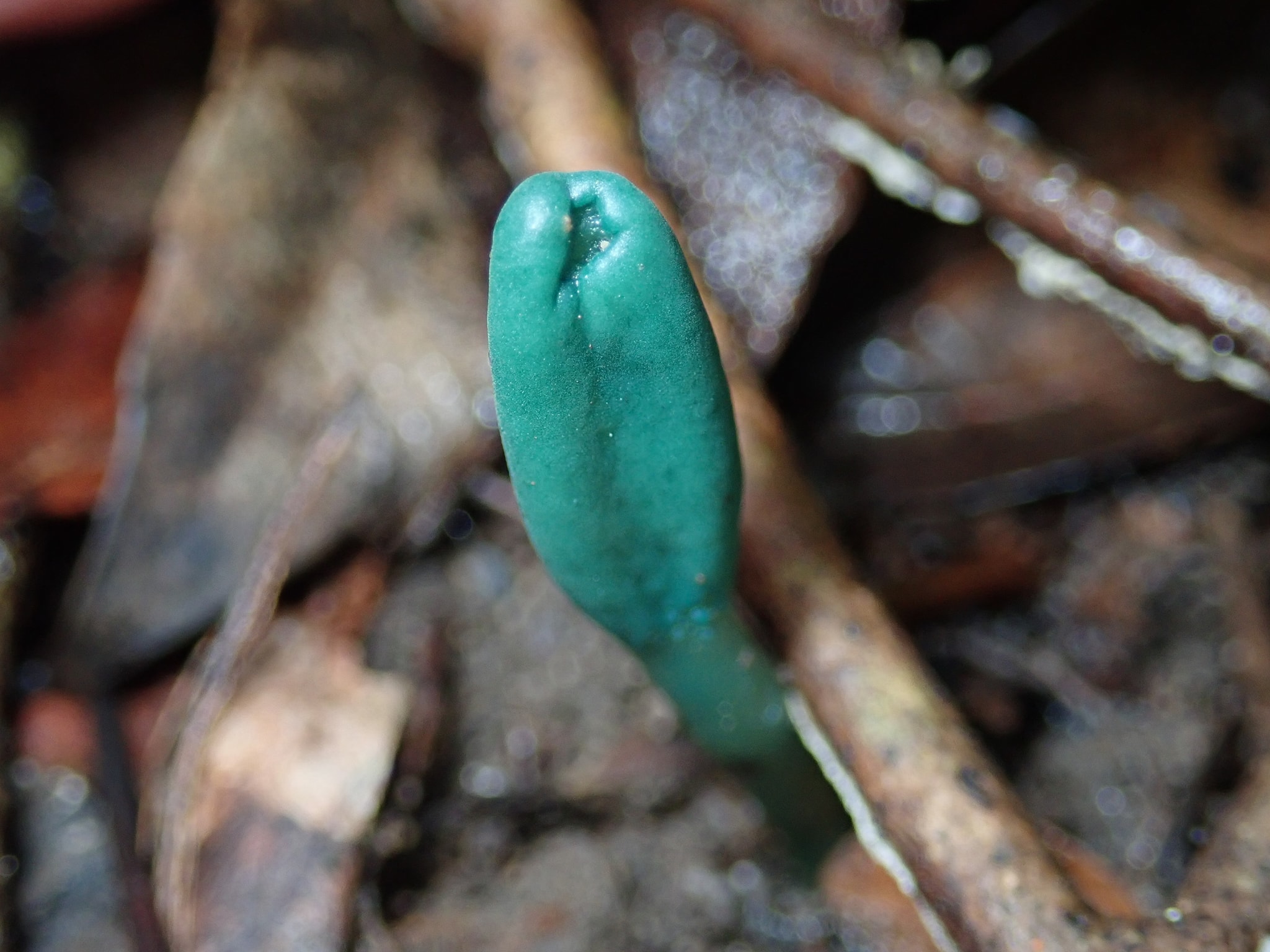 Microglossum viride - Микроглоссум зелёный, Зелёный язык