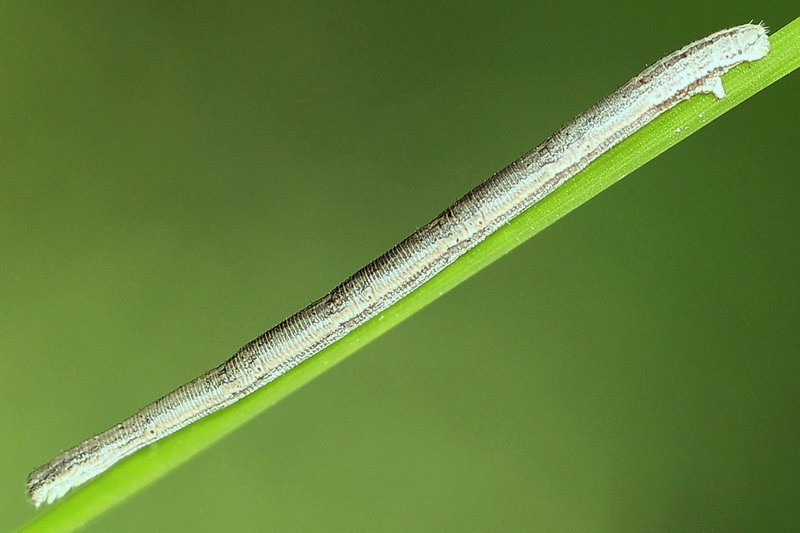 Rhodostrophia vibicaria - Пяденица краснополосая сероватая