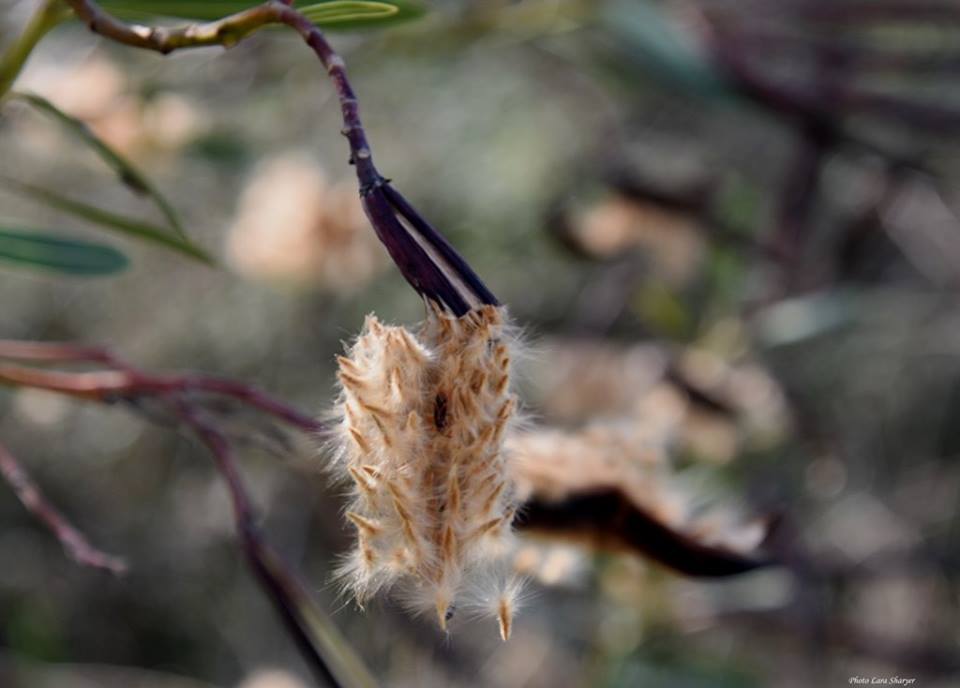 Nerium oleander - Олеандр обыкновенный