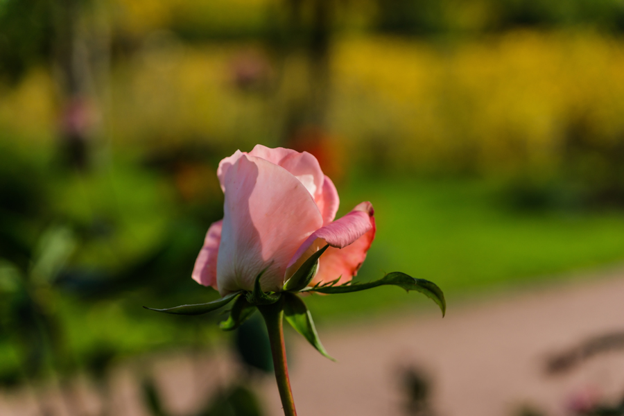 Rosa hybrida