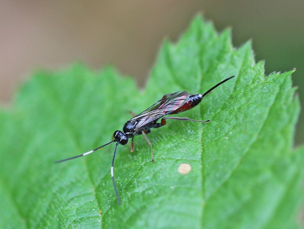 Ichneumonidae1241