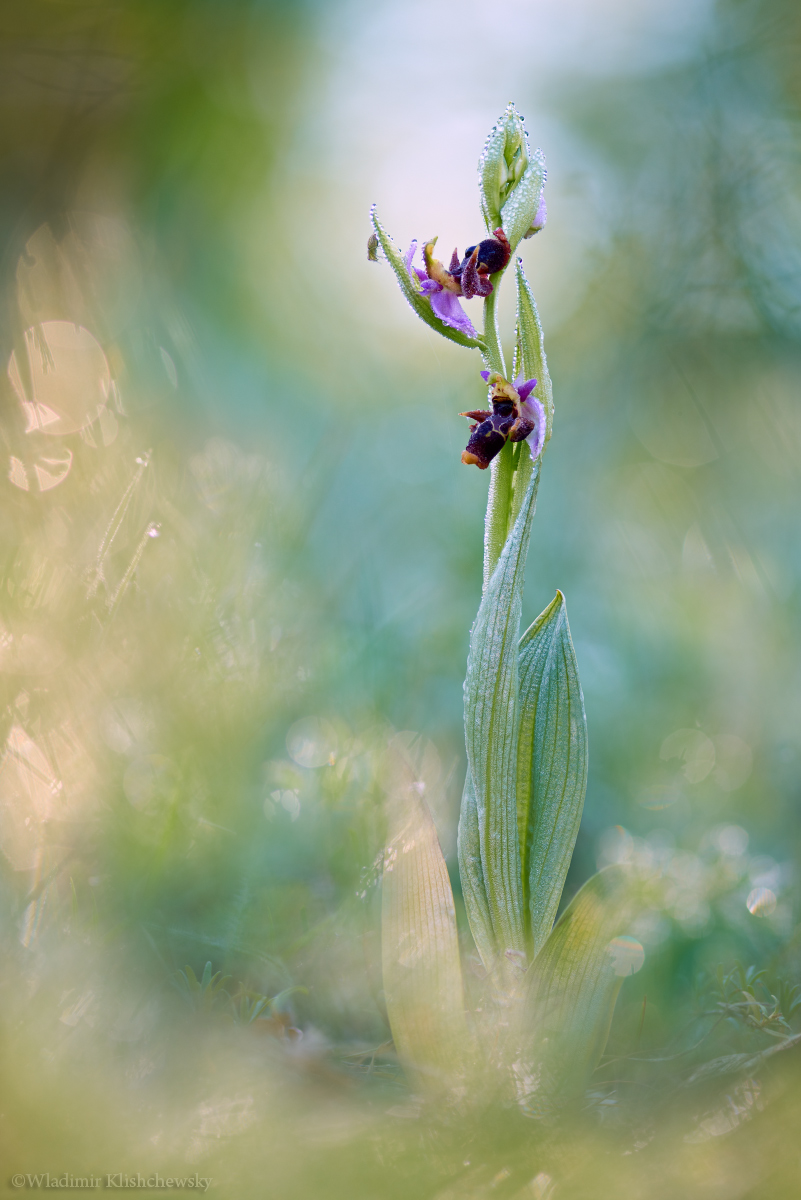 Ophrys oestrifera - Офрис оводоносная