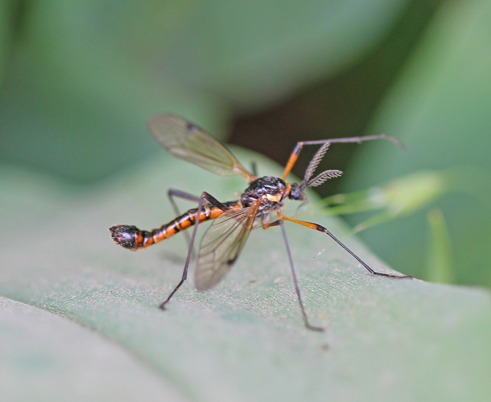 Оранжевый комар. Красный комар долгоножка. Tanyptera atrata. Tanyptera atrata самец. Оса долгоножка.
