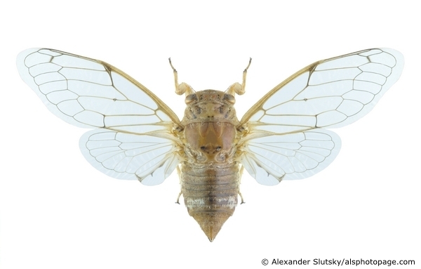 Cicadatra glycyrrhizae