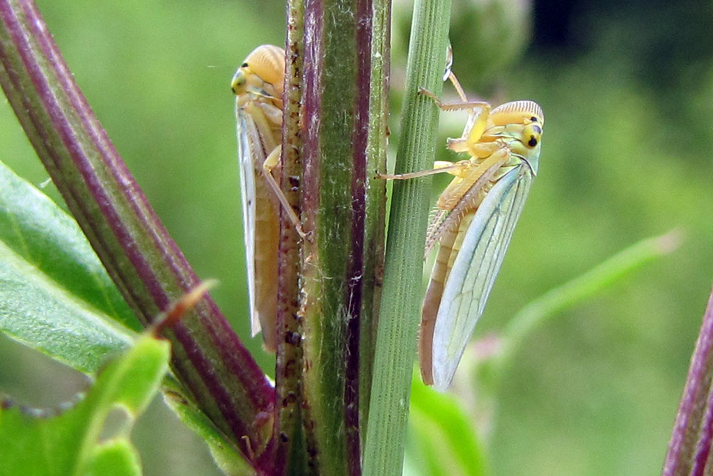 Cicadella viridis - Цикадка зеленая