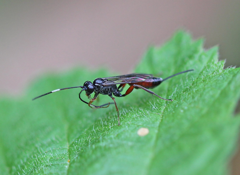 Ichneumonidae1251