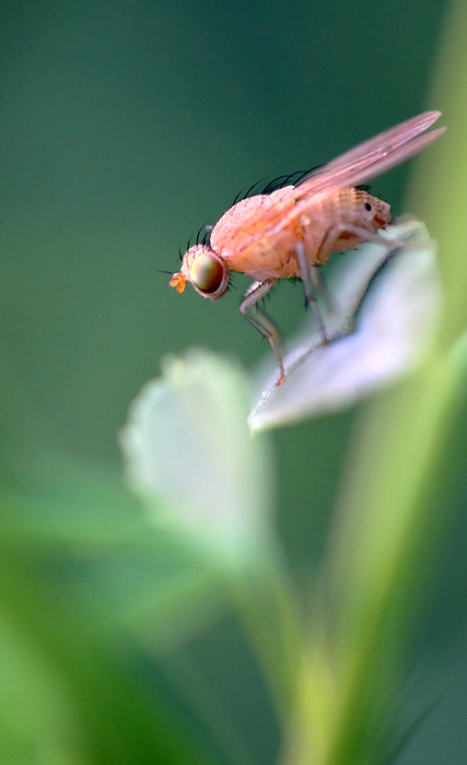 Розовая муха