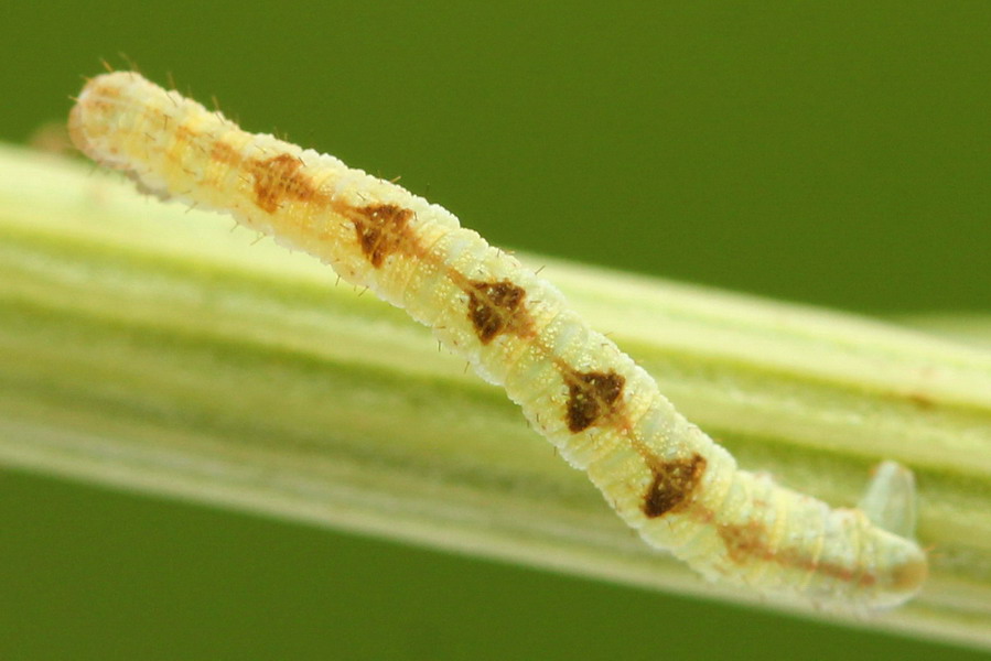 Eupithecia satyrata - Пяденица цветочная васильковая