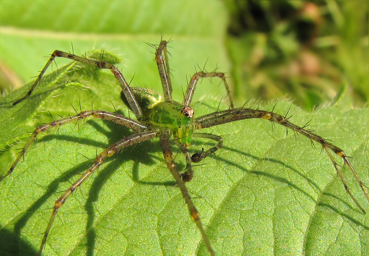 Зеленый паук на урале фото