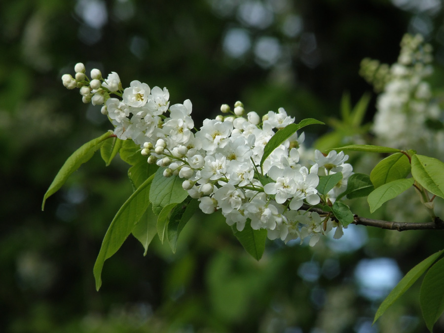 Prunus padus - Черёмуха обыкновенная