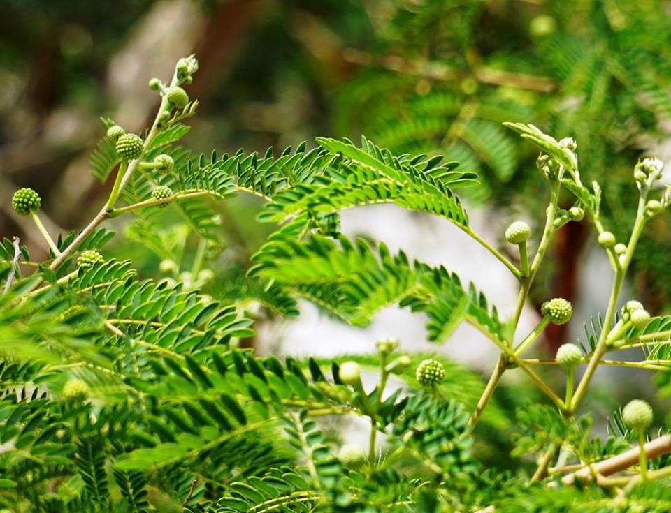 Leucaena leucocephala - Леуцена светлоголовчатая