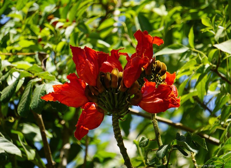 Spathodea campanulata - Спатодея колокольчатая