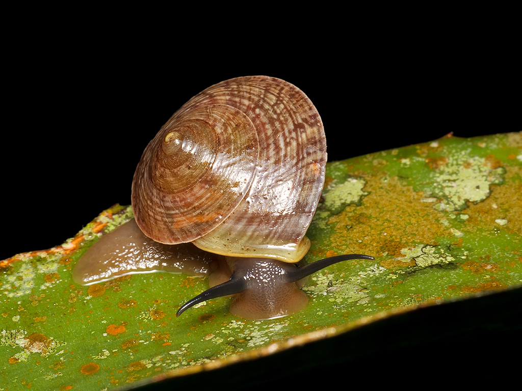 Helicina concentrica