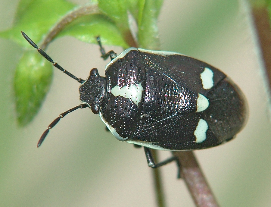 Eurydema oleracea - Клоп рапсовый