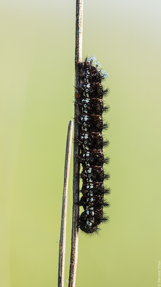 Euphydryas aurinia - Шашечница авриния