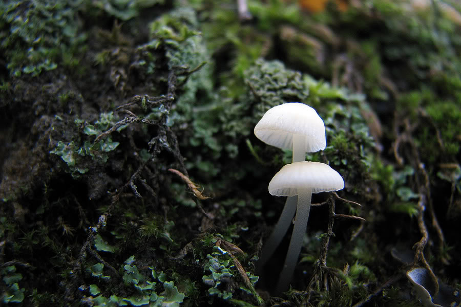 пара:нормальные грибы