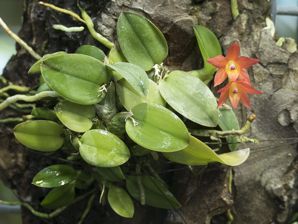 Cattleya cernua - Каттлея наклонённая, или Софронитис наклонённый