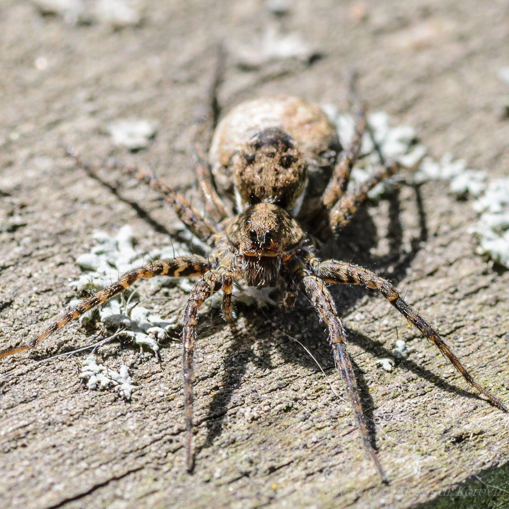 Тарантул паук в Дагестане