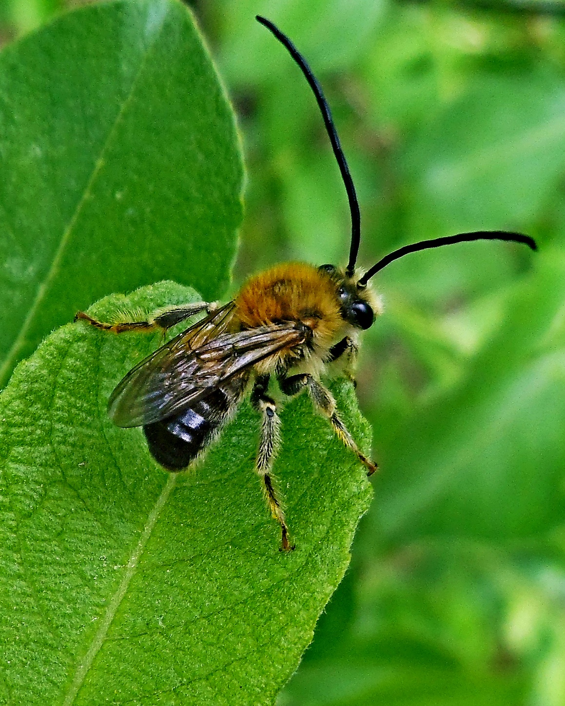 Насекомые похожие на пчел. Оса мазарис длинноусая. Пчела длинноусая. Длинноусая пчела армянская. Насекомое похожее на пчелу.