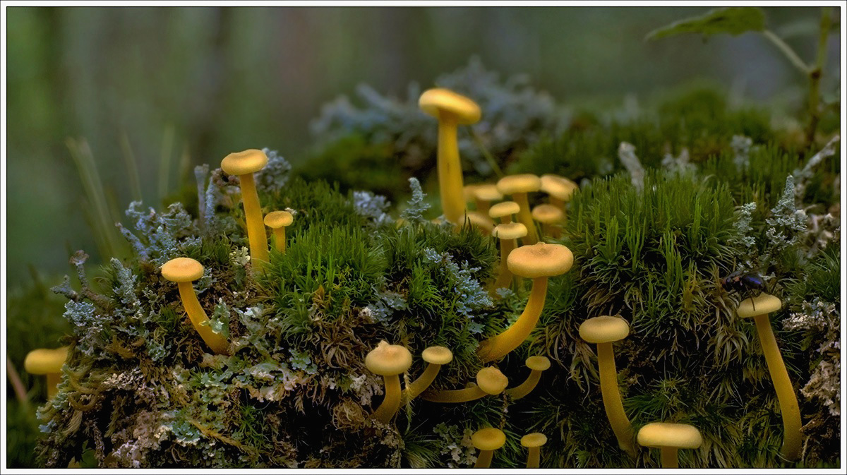 желтые маленькие грибы.много.