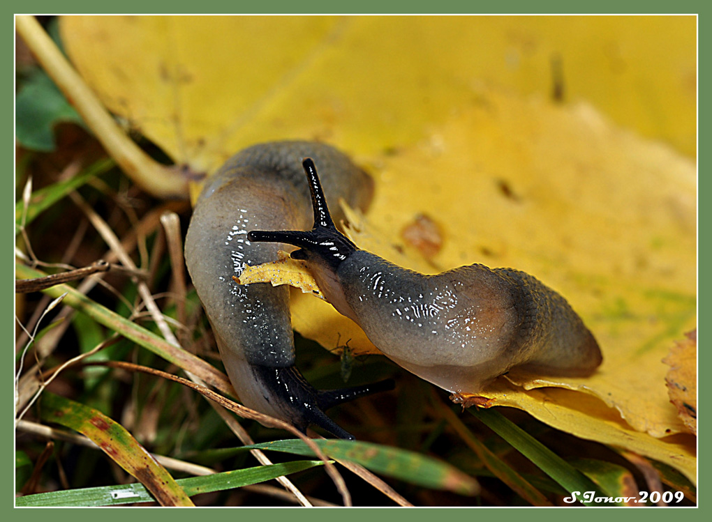 Krynickillus melanocephalus - Слизень полевой черноголовый