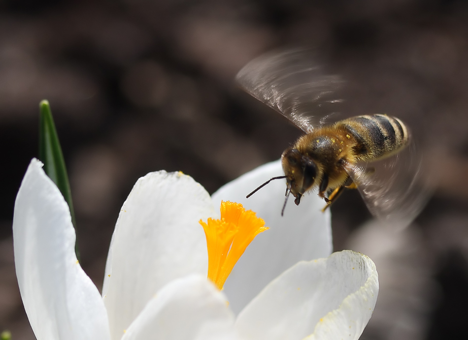 Apis mellifera - Пчела медоносная