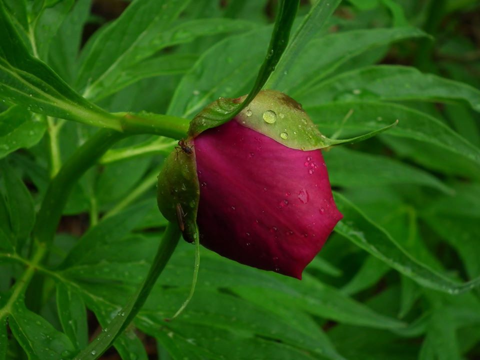Paeonia anomala - Пио́н уклоня́ющийся, или Пион необыча́йный, или Пион непра́вильный