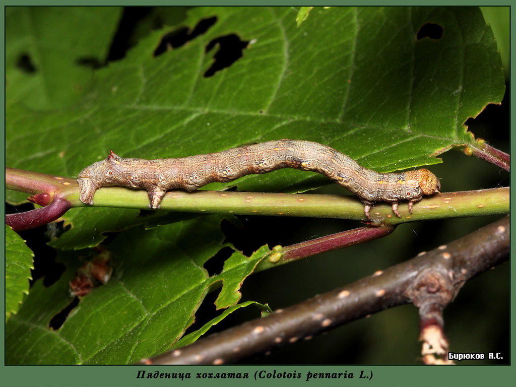 Colotois pennaria - Пяденица хохлатая